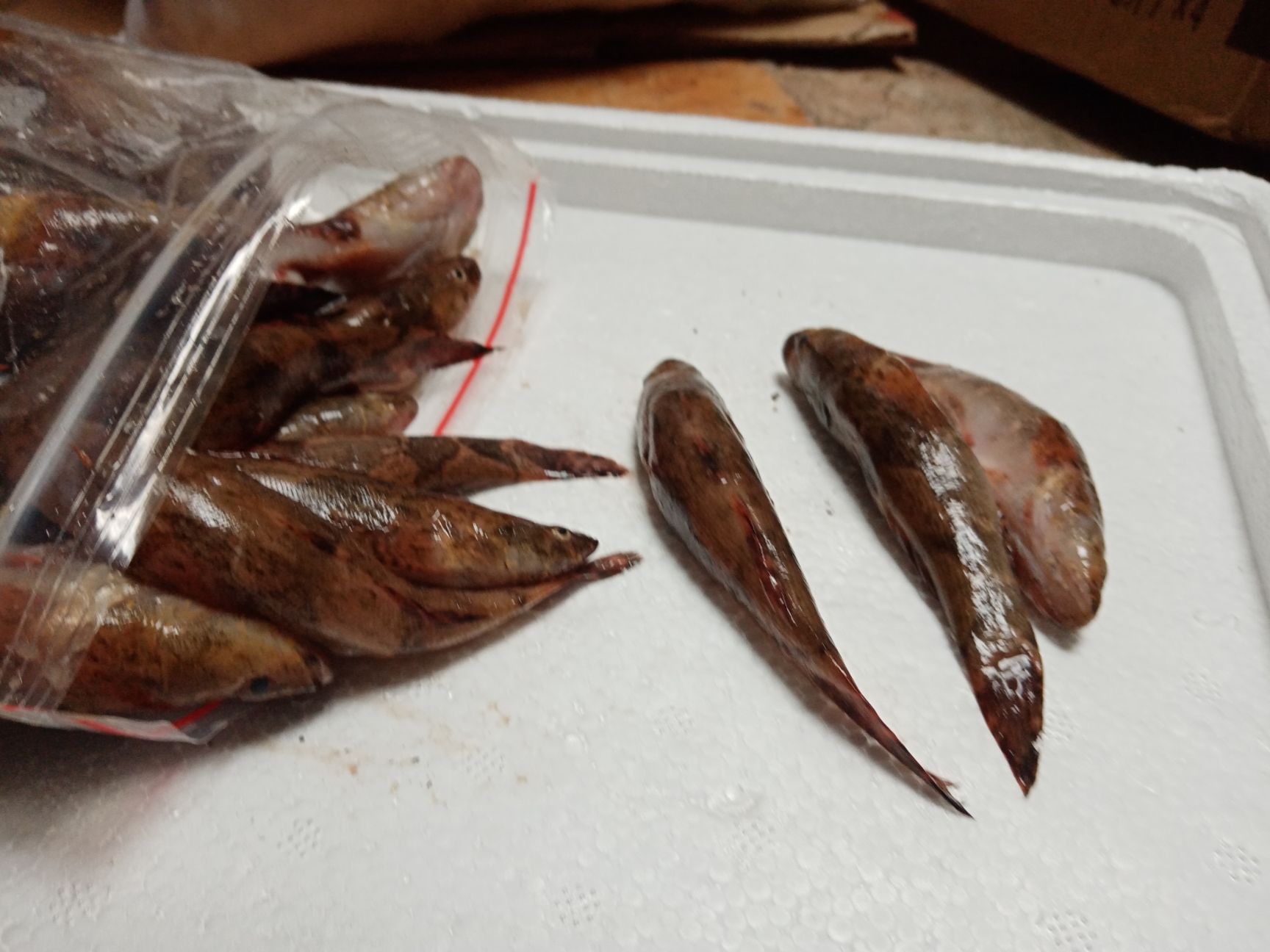 冰鲜笋壳鱼，批发海南水库天然绿色食品笋壳鱼大量供应。