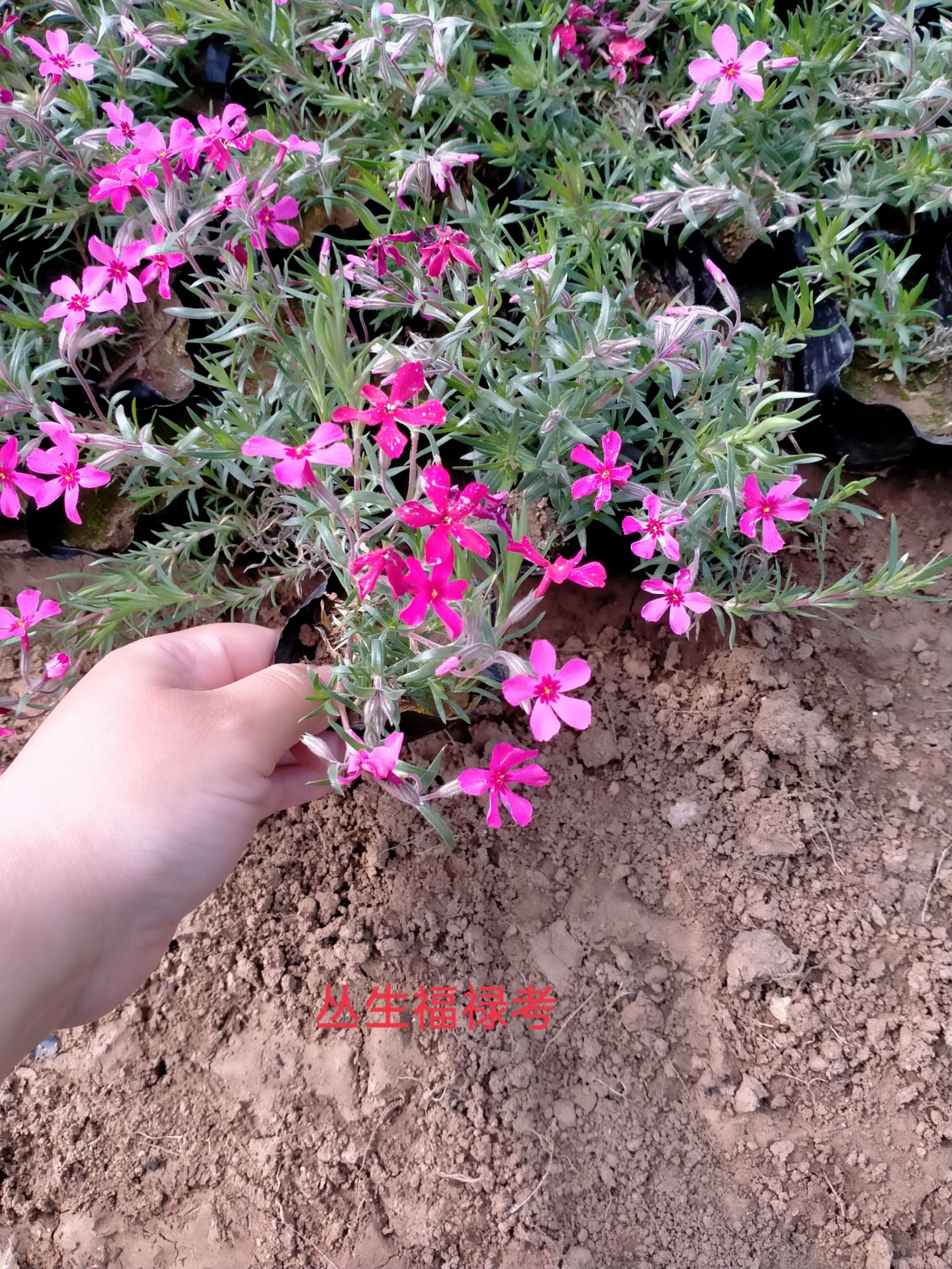 丛生福禄考（芝樱），丛生福禄考（芝樱）价格，丛生福禄产地
