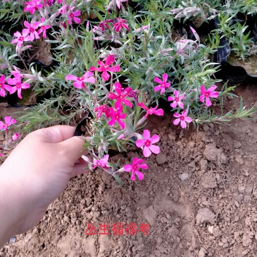 青州市丛生福禄考（芝樱），丛生福禄考（芝樱）价格，丛生福禄产地