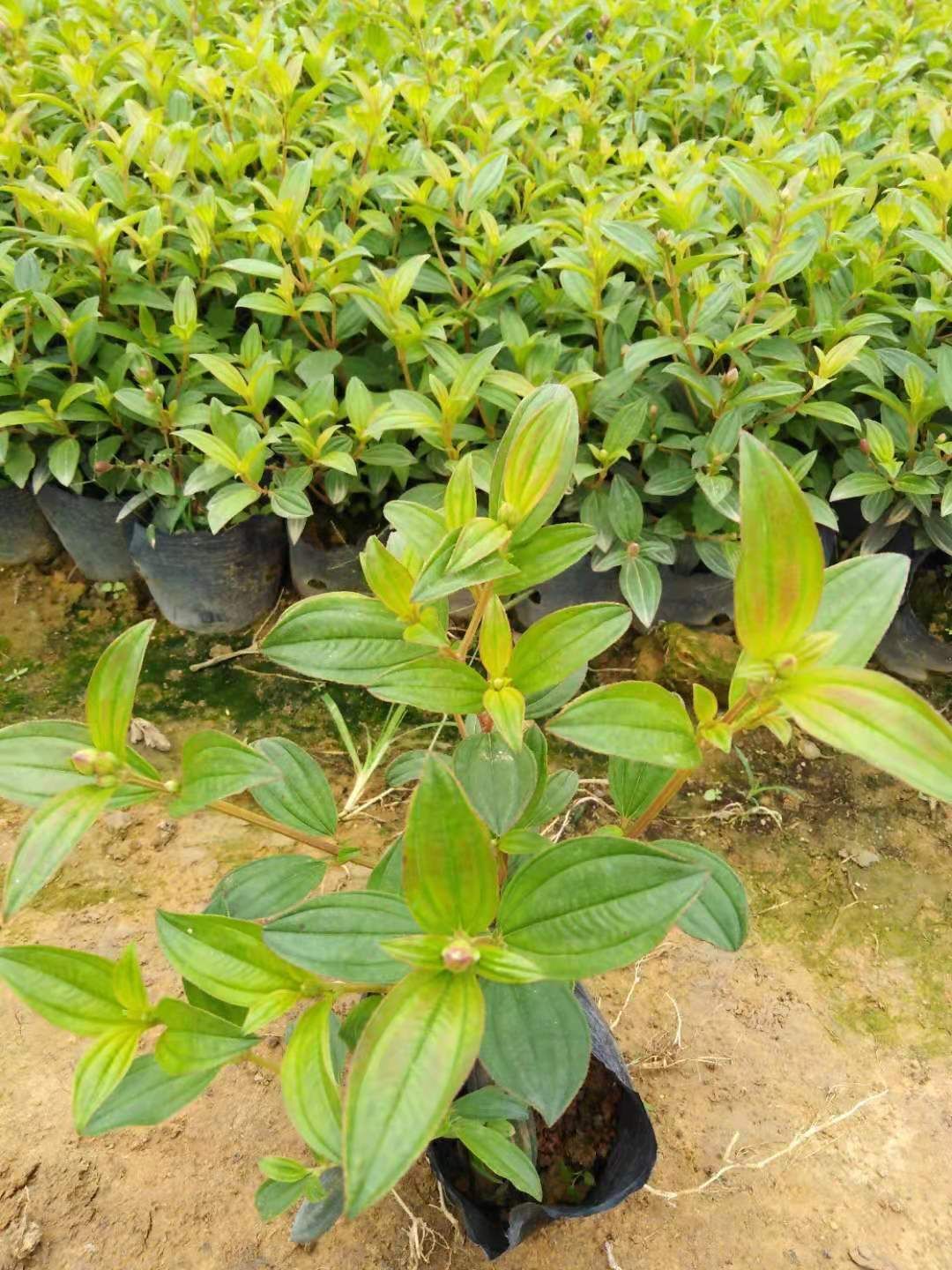 荷包牡丹 紫牡丹