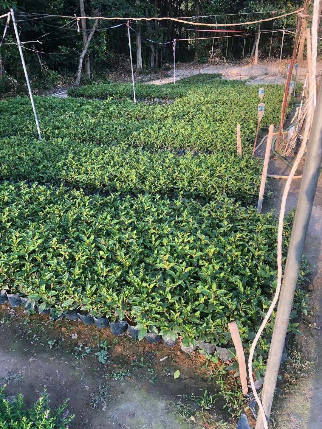荷包牡丹 紫牡丹