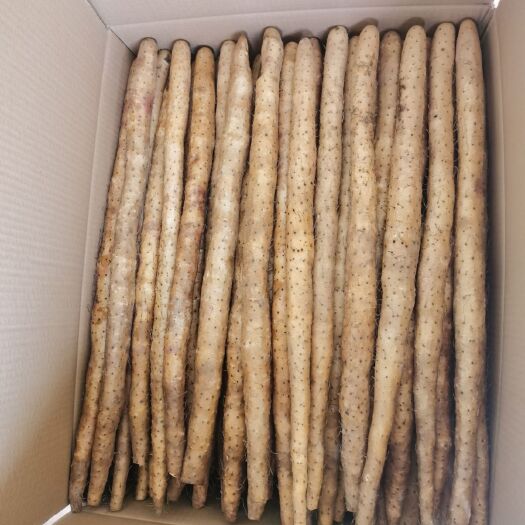 安平县 小白嘴白山药