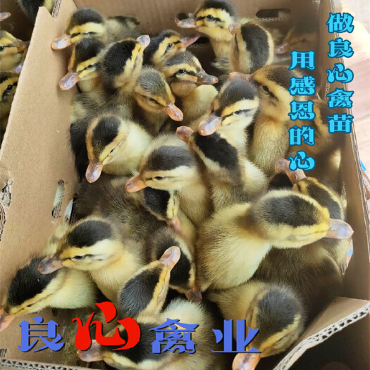 衡阳场地直卖麻鸭苗快大肉麻鸭苗50天出栏另有水鸭苗番鸭苗江南蛋鸭