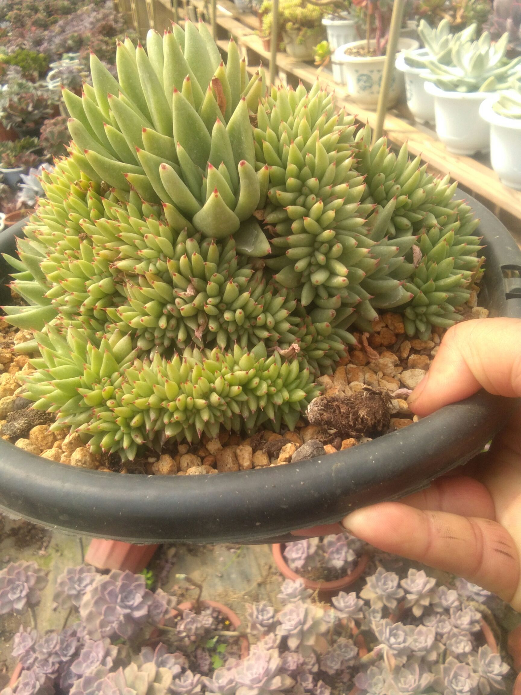 虎鲸 多肉植物