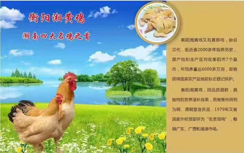 衡阳土鸡苗 供应衡阳鸡苗湘黄