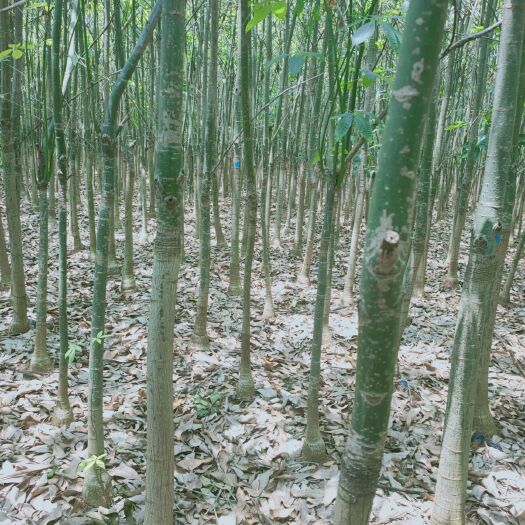 遂溪县独杆发财树 发财树
