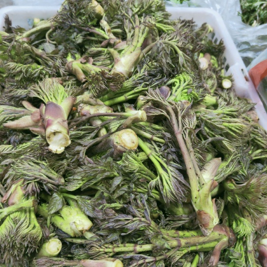 清原县刺老芽 野生新鲜刺嫩芽