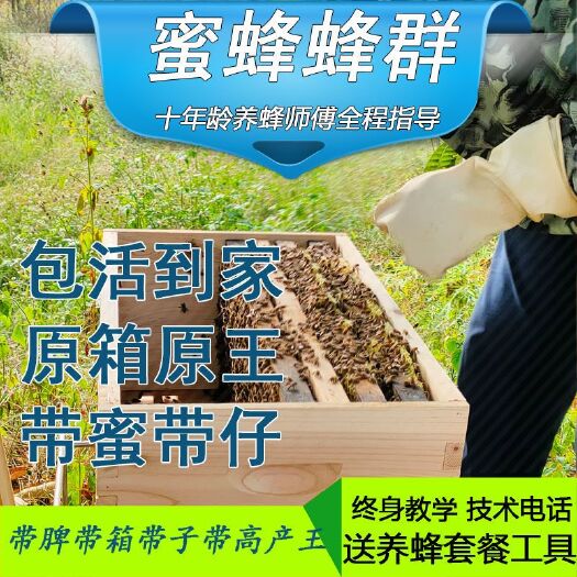 汝城县中华蜜蜂 蜜蜂蜂群蜜蜂养殖中蜂土蜂蜂王带脾带箱包到家终身教学包邮到镇