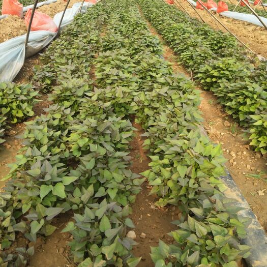 禹州市商薯19红薯苗 红薯苗