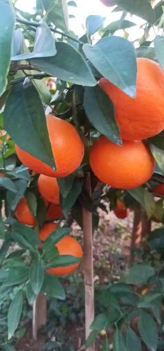 崇左2025.11/广西沃柑已经上市招老板采购，代办代发