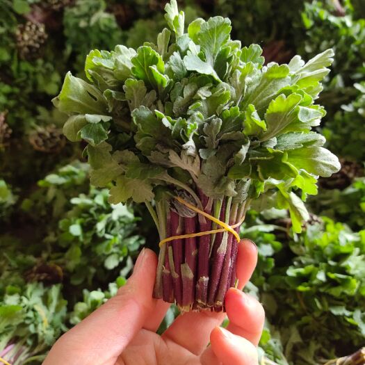 新沂市 菊花苗金白扇金扇晚优香