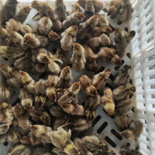 南昌县鹌鹑苗 鹌鹑苗长年供应 包送货