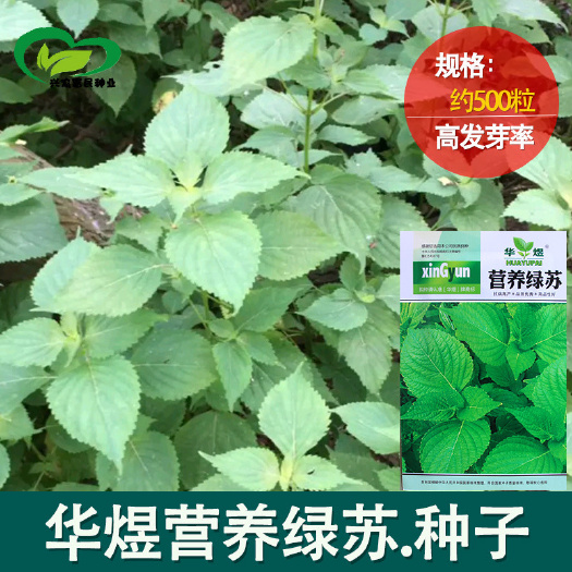 河间市绿苏种子南北方种植农田菜园可盆栽两页面卵形面全绿芳香绿苏