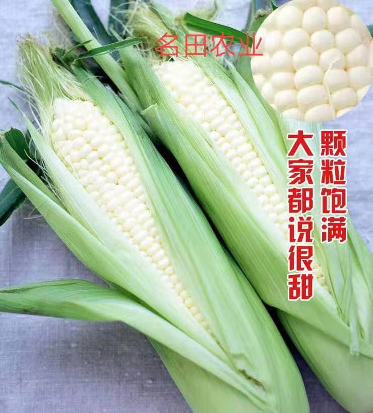 纯玉958玉米种子 甜糯玉米种子 耐热耐寒棒子大 口感好 产量高