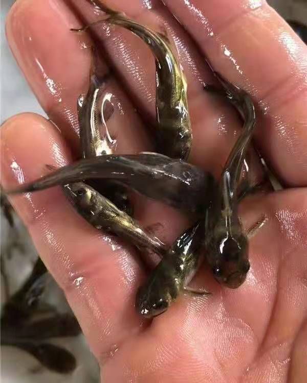  黄骨鱼苗  黄颡鱼批发 改良大品种 长势快