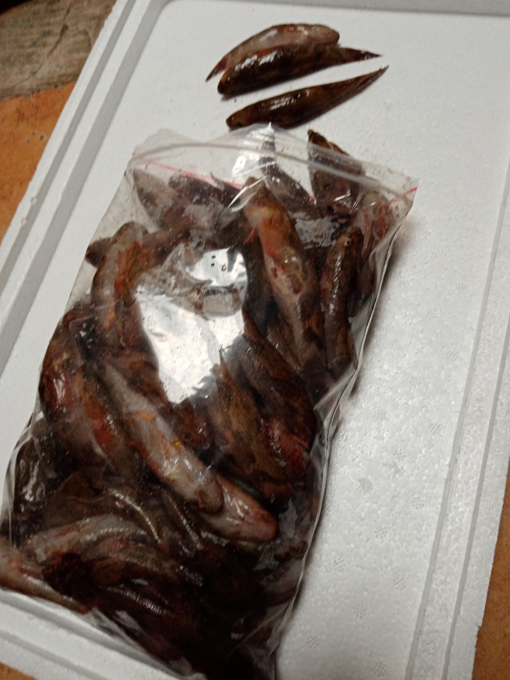 冰鲜笋壳鱼，批发海南水库天然绿色食品笋壳鱼大量供应。
