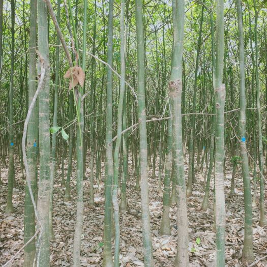 遂溪县发财树头中间径2 发财树