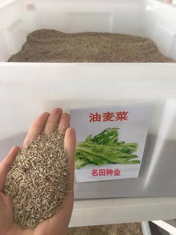  泰国油麦菜种子，芽率高，品质优 产量高