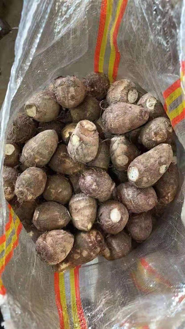 芋头种 毛芋头个头大小适中，有需要的老板可以联系我