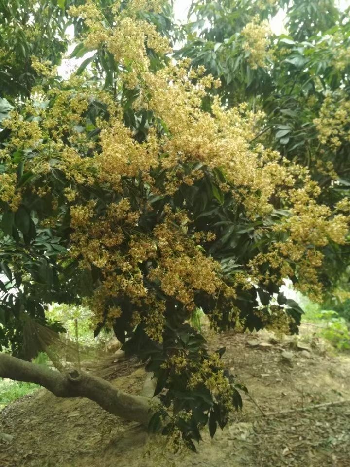 大量龙眼蜜批发