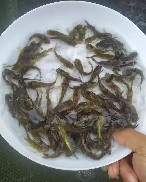  黄骨鱼苗  黄颡鱼批发 改良大品种 长势快
