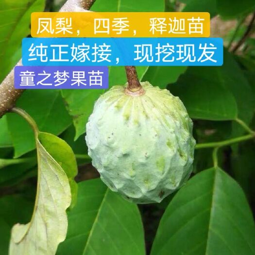 普宁市释迦果苗  供应嫁接释迦苗，四季，凤梨，实生苗，中杯，小杯