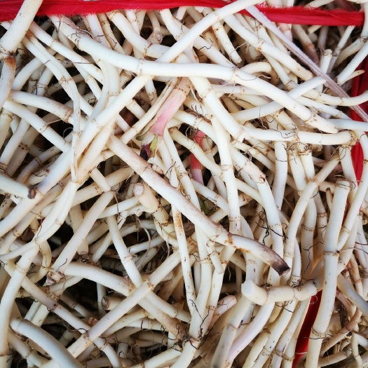 长顺县白茎鱼腥草 鱼腥草