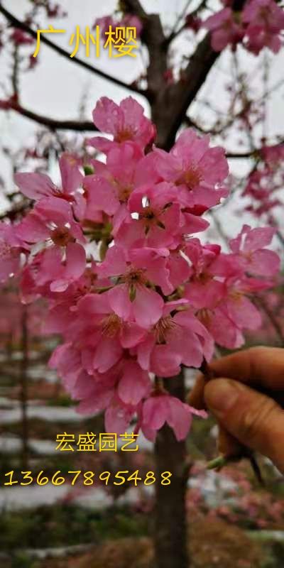 广州樱 供应:适应南方（广西、广东、海南）等高温高热地区开花樱花。