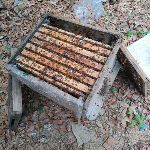 广州中华蜜蜂  中华蜂 一百多箱中蜂出售，100一脾，有子脾有蜂蜜，买回去即