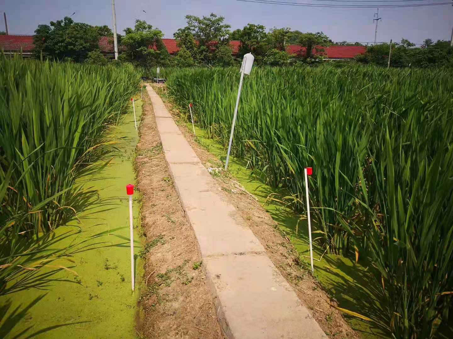浙茭8号双季茭白种苗，浙江金华茭白基地直发，金华农科院培育