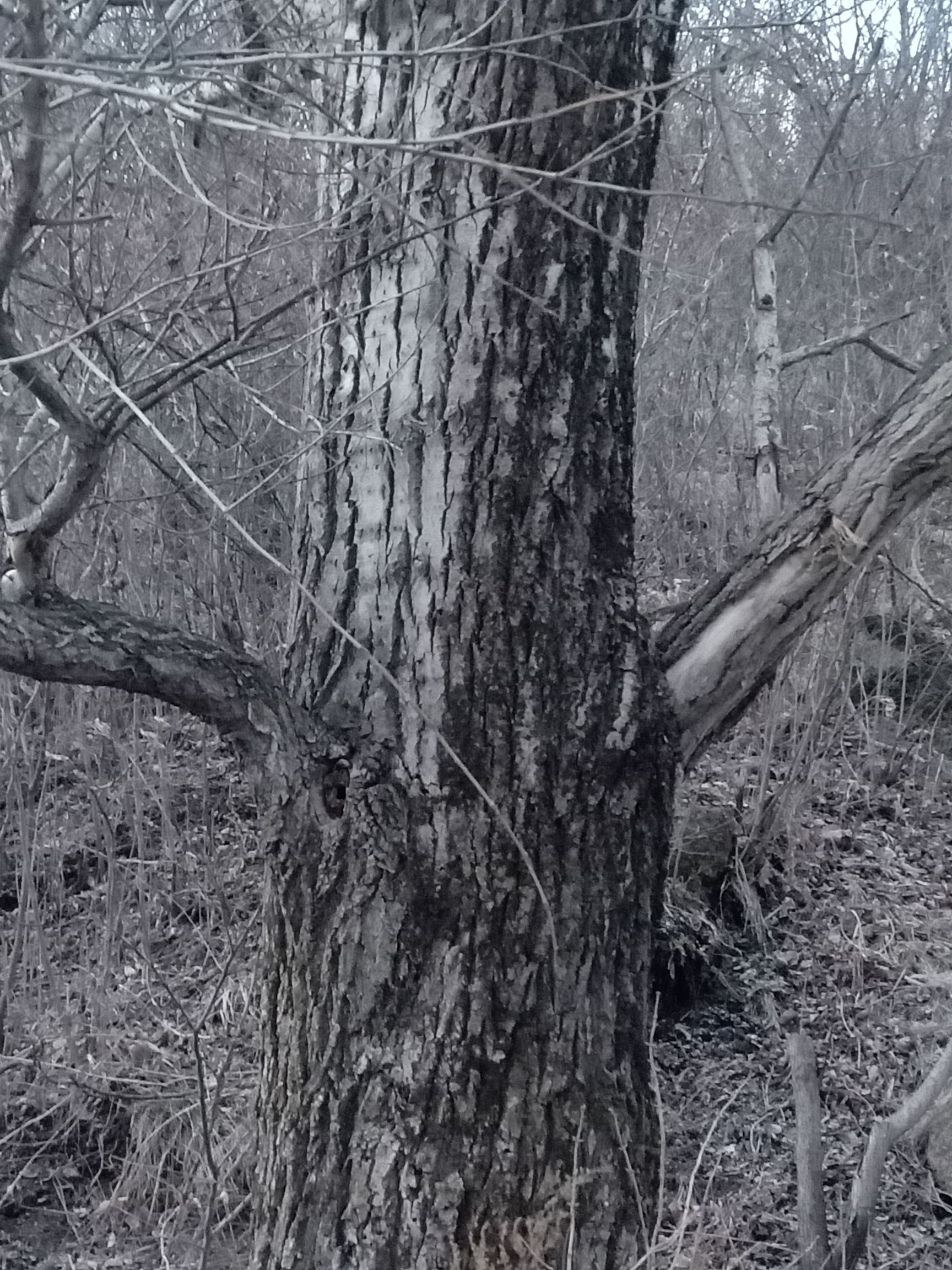 杨树苗  东北大靑杨，迎春5号！沙漠绿！