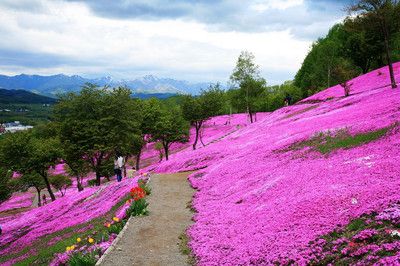 丛生福禄考（芝樱），丛生福禄考（芝樱）价格，丛生福禄产地