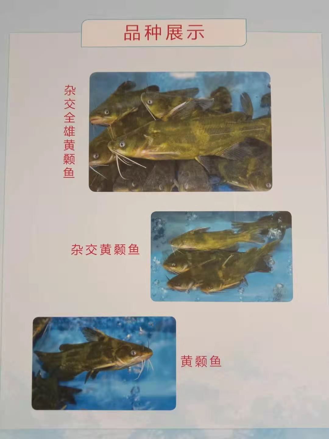  黄骨鱼苗  黄颡鱼批发 改良大品种 长势快