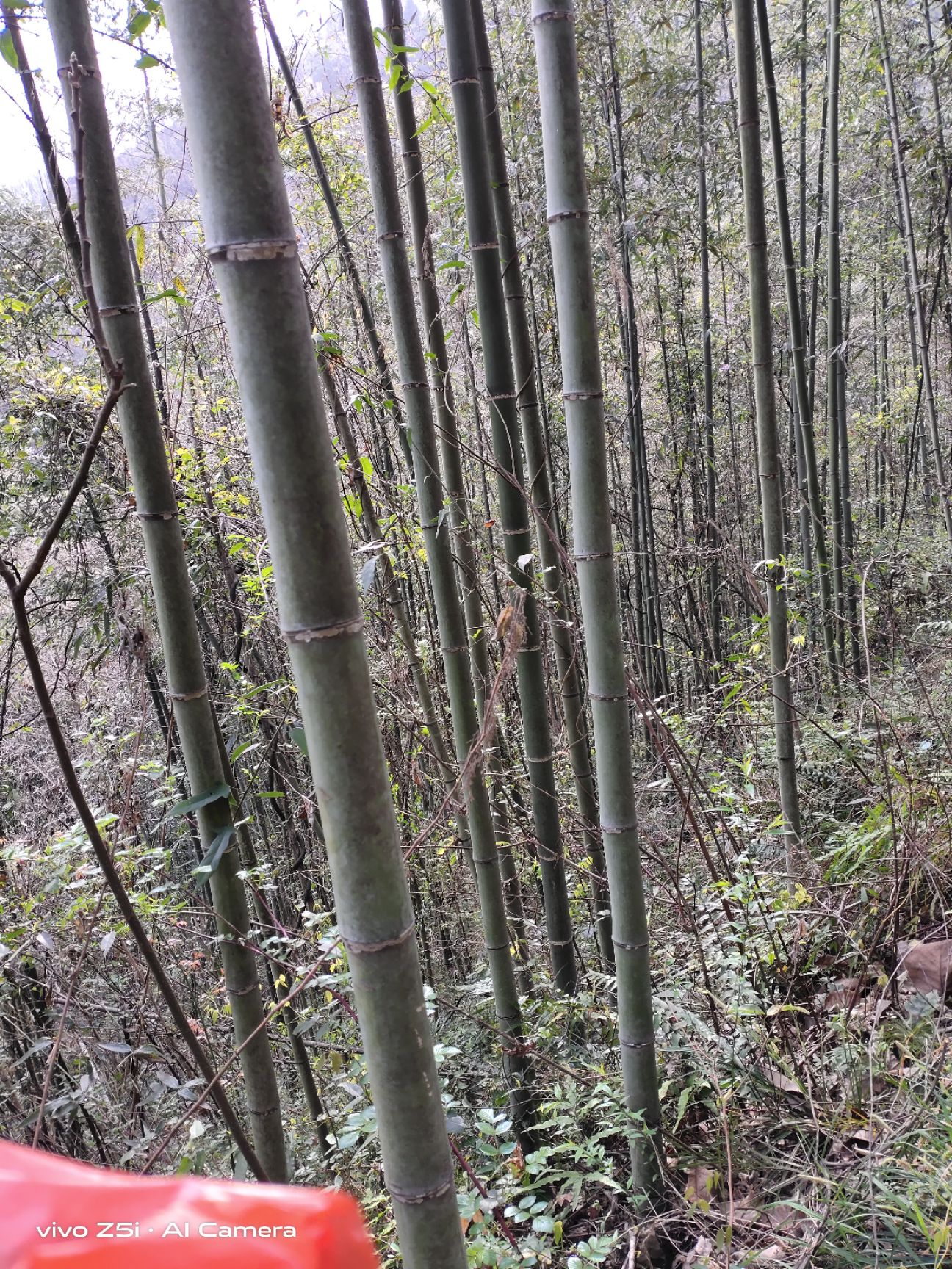 旱地 竹林流转