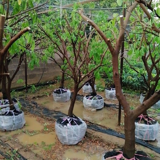 元江县杨桃树苗 杨桃树，庭院种植家庭农场，当年栽，当年挂果，打好土球，成活率