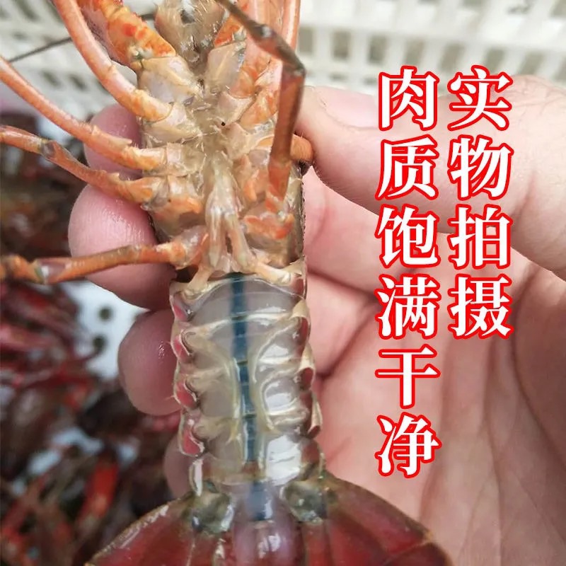 小龙虾  湖北清水养殖淡水油焖，蒜蓉，十三香，麻辣香辣