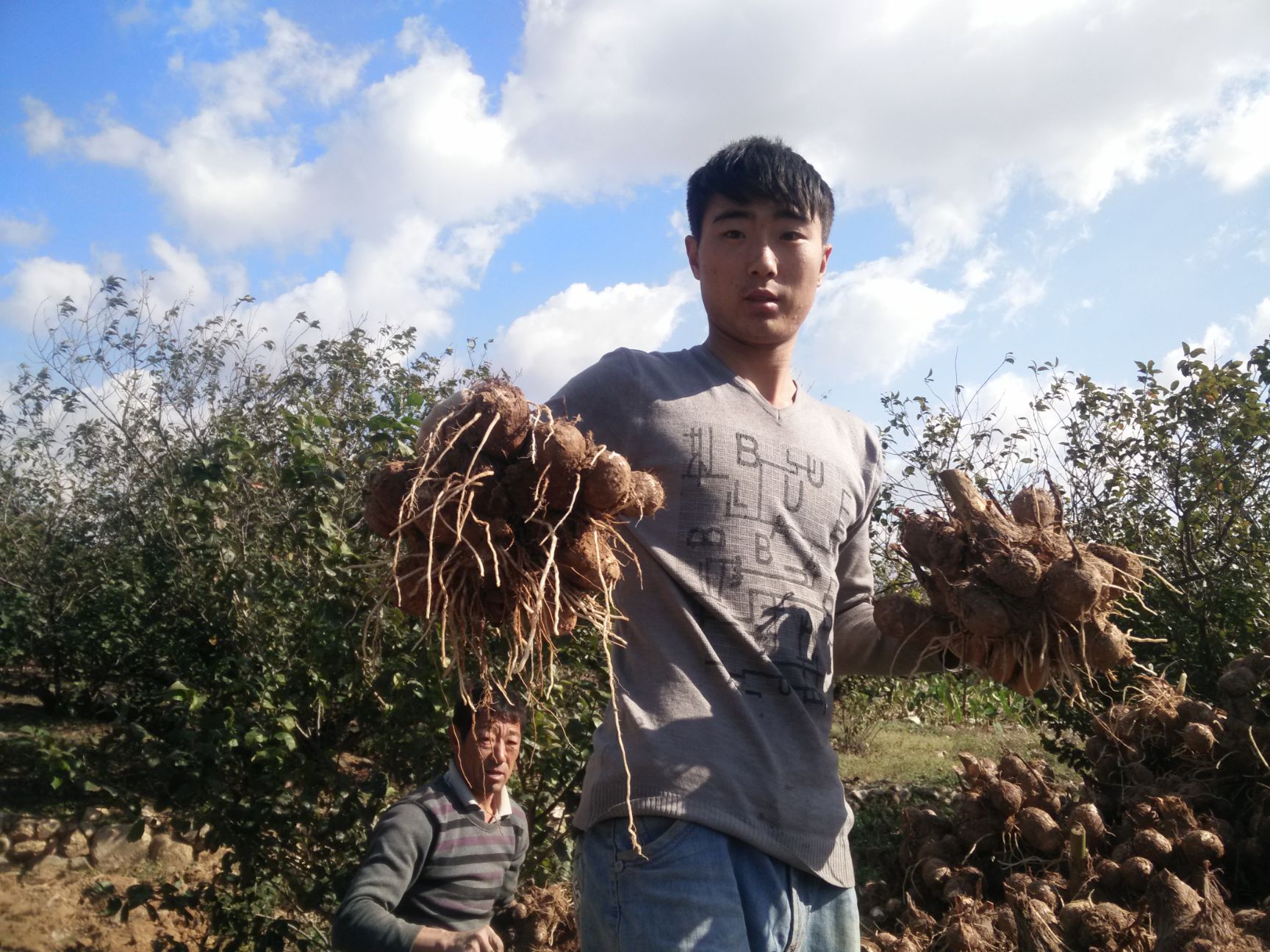 芋头种 毛芋头个头大小适中，有需要的老板可以联系我