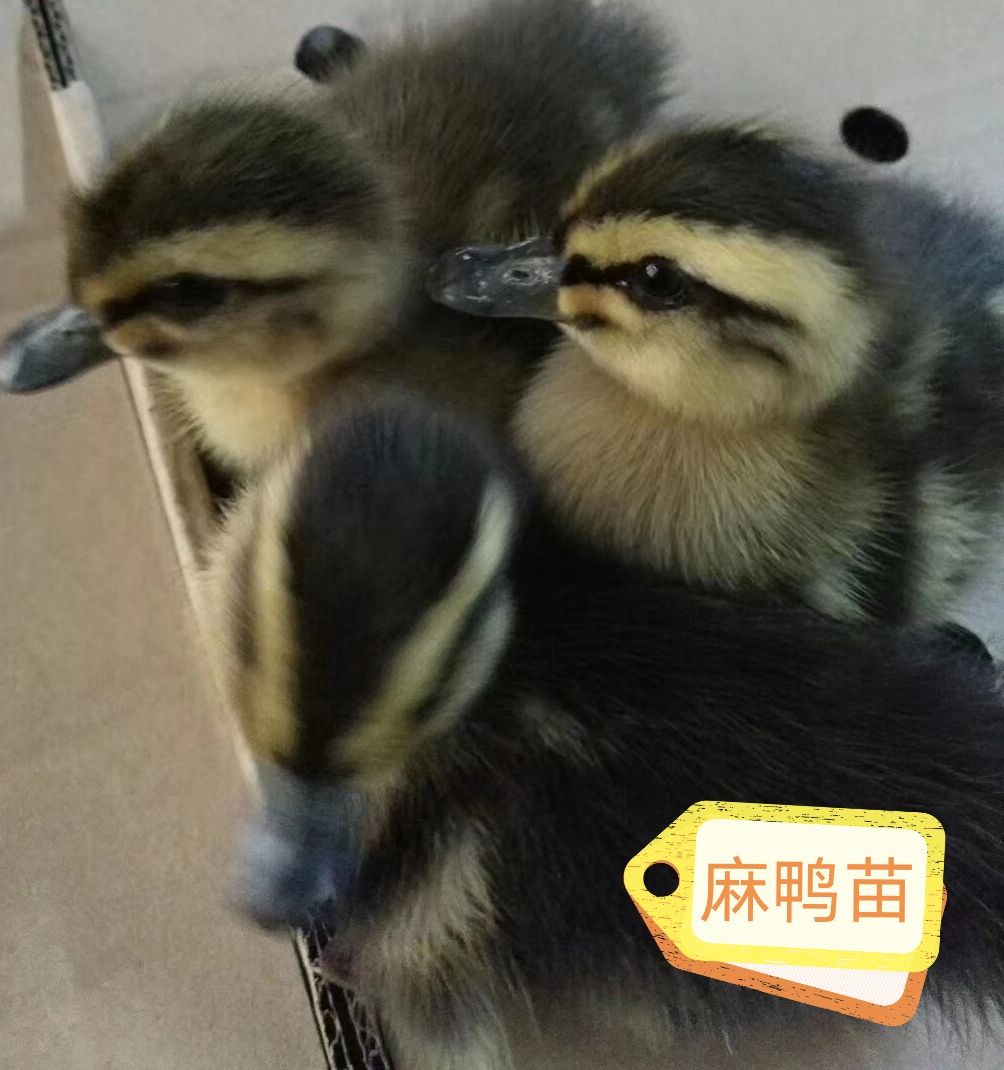 麻鸭活苗肉鸭苗提供养殖技术包路损成活