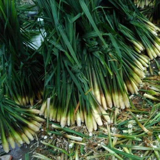 金华浙茭8号双季茭白种苗，浙江金华茭白基地直发，金华农科院培育