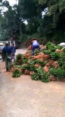 恩施市供应乌牛早茶苗两年苗龄基地直供乌牛早茶苗