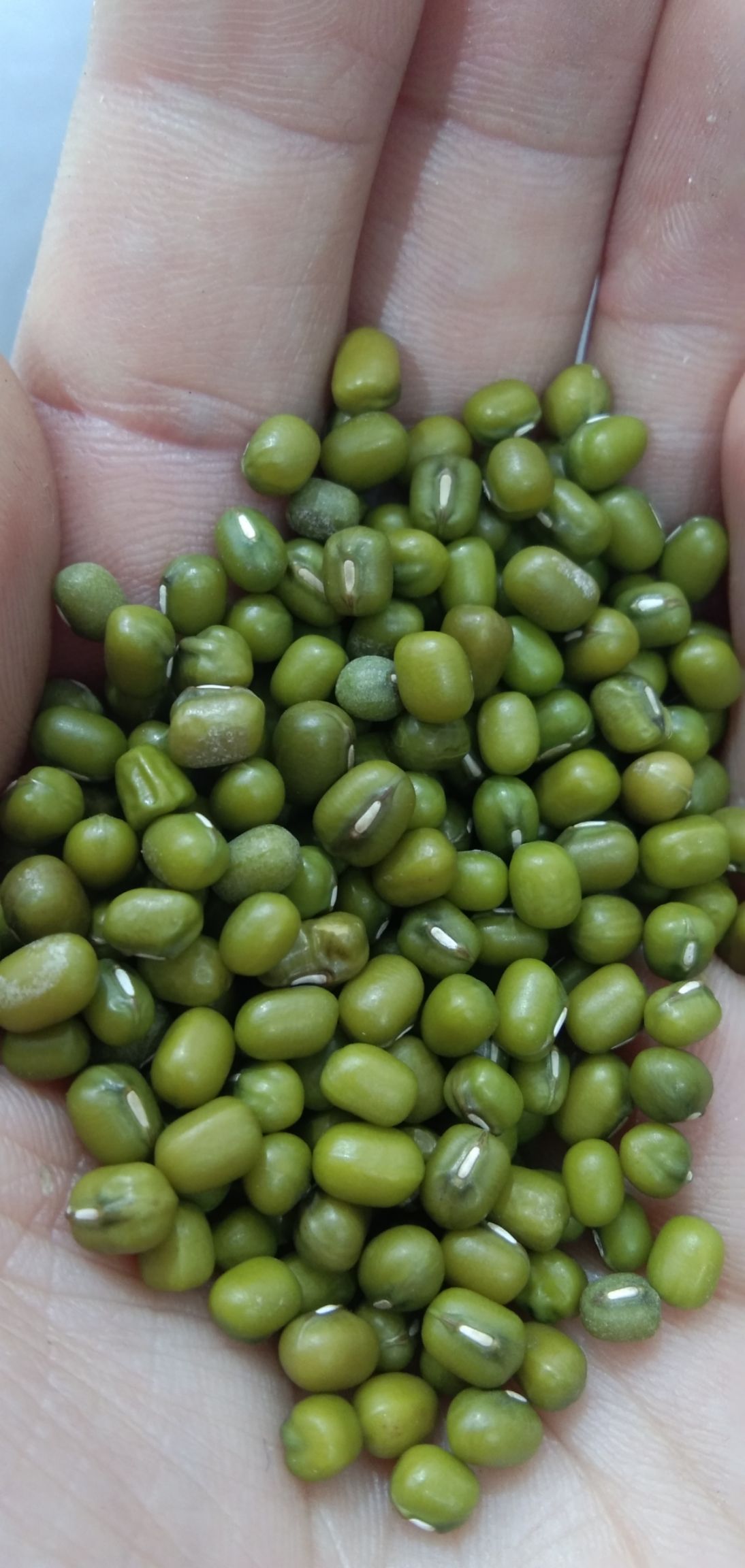 油绿豆中粒，大粒