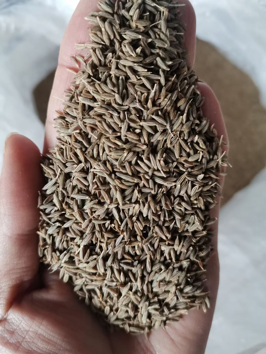 孜然调料干货烧烤孜然一手货源