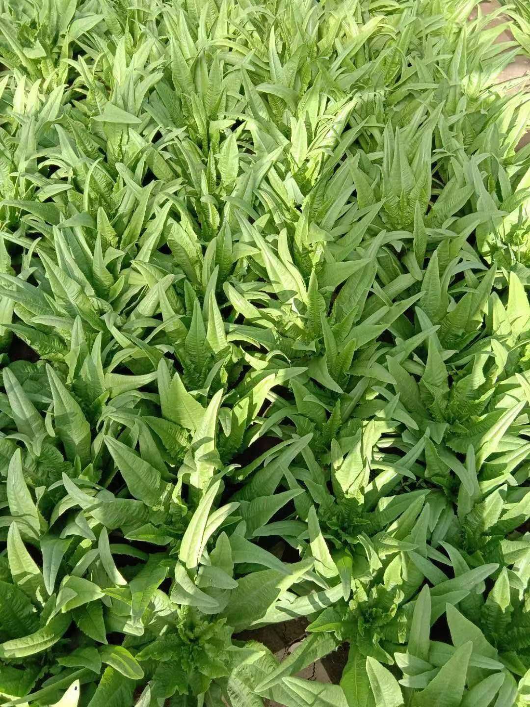  泰国油麦菜种子，芽率高，品质优 产量高