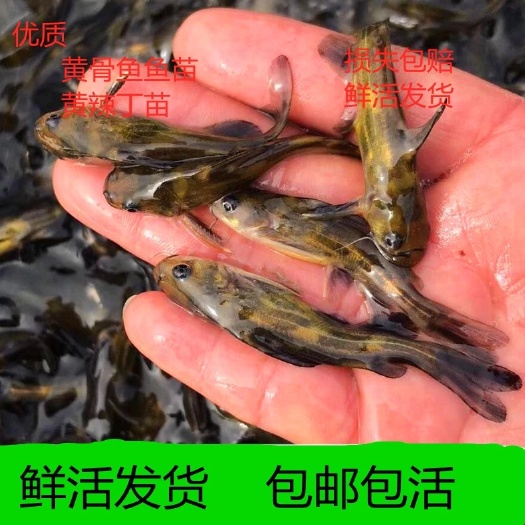邳州市 黄骨鱼苗  黄颡鱼批发 改良大品种 长势快