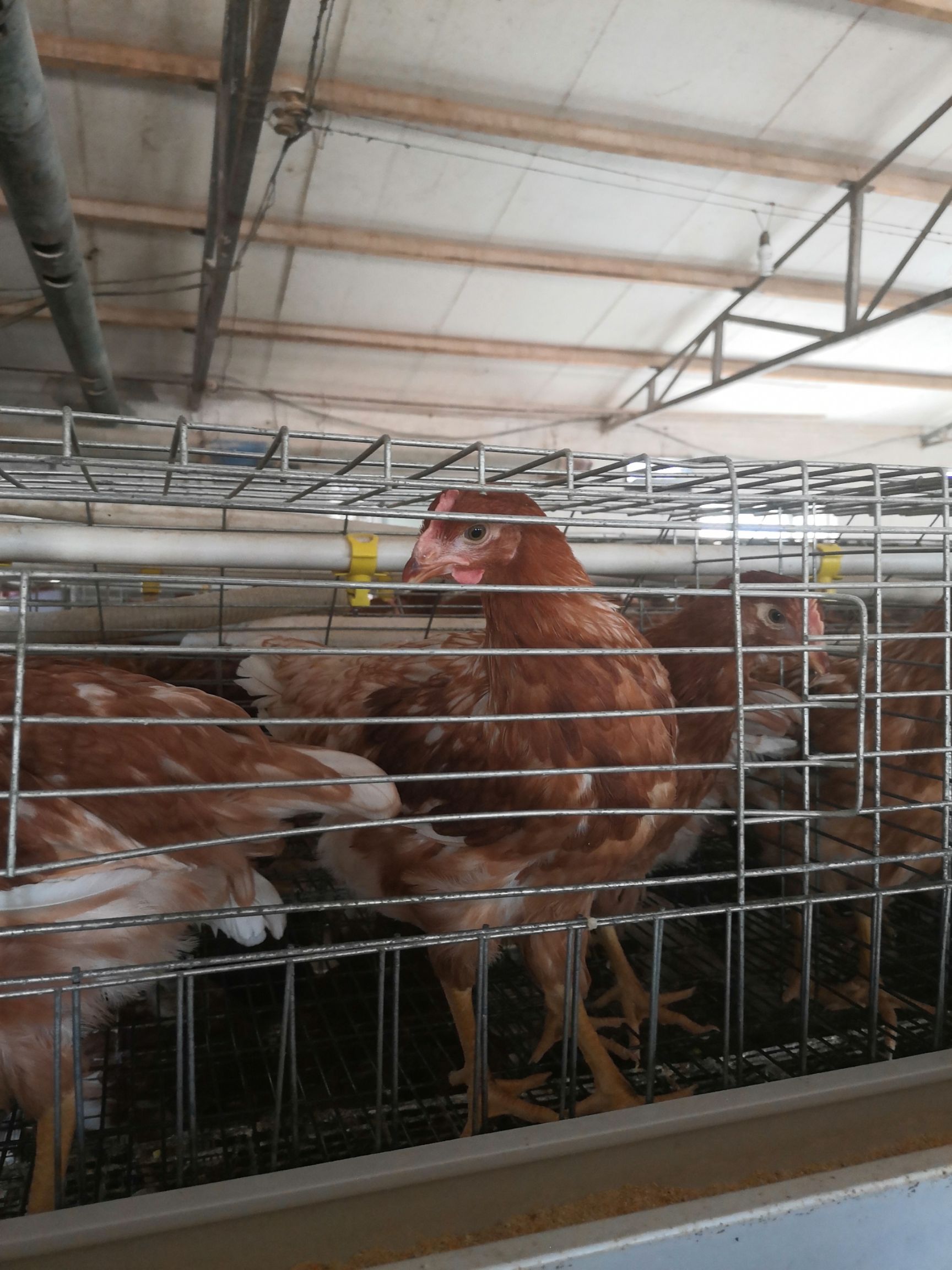 脱温蛋鸡苗  厂家批发价