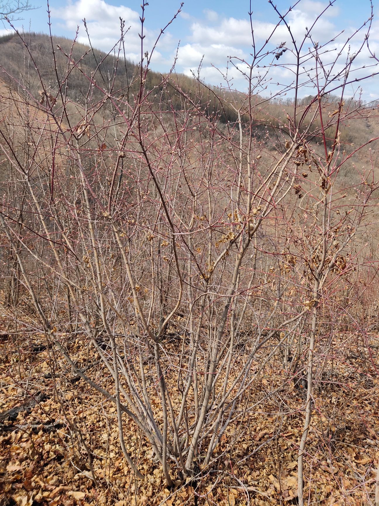 九角枫 （紫花槭）秋季红叶 辽宁本溪观赏树 别墅庭院绿化树