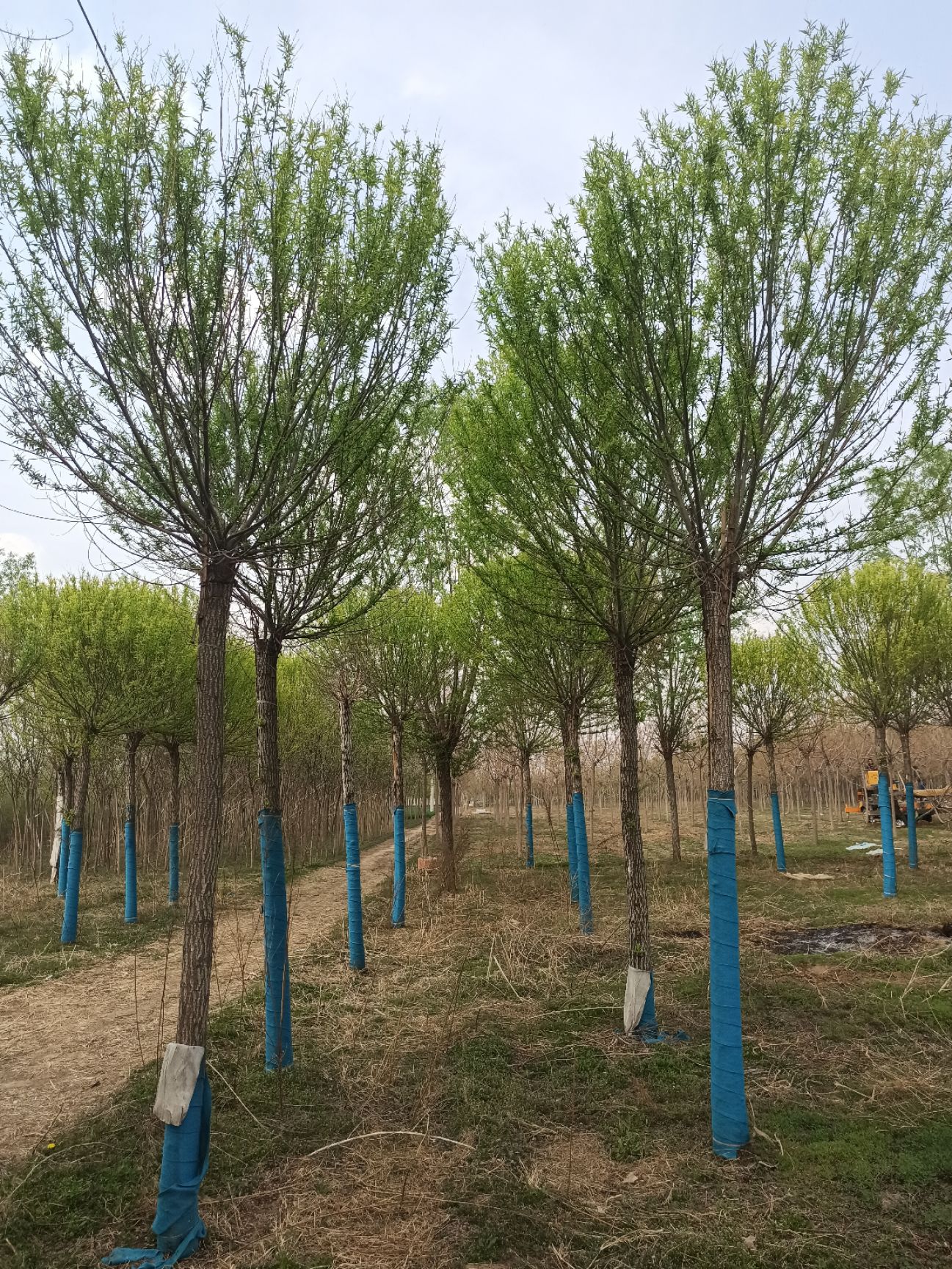 馒头柳基地 8公分馒头柳 10公分馒头柳 12公分馒头柳15