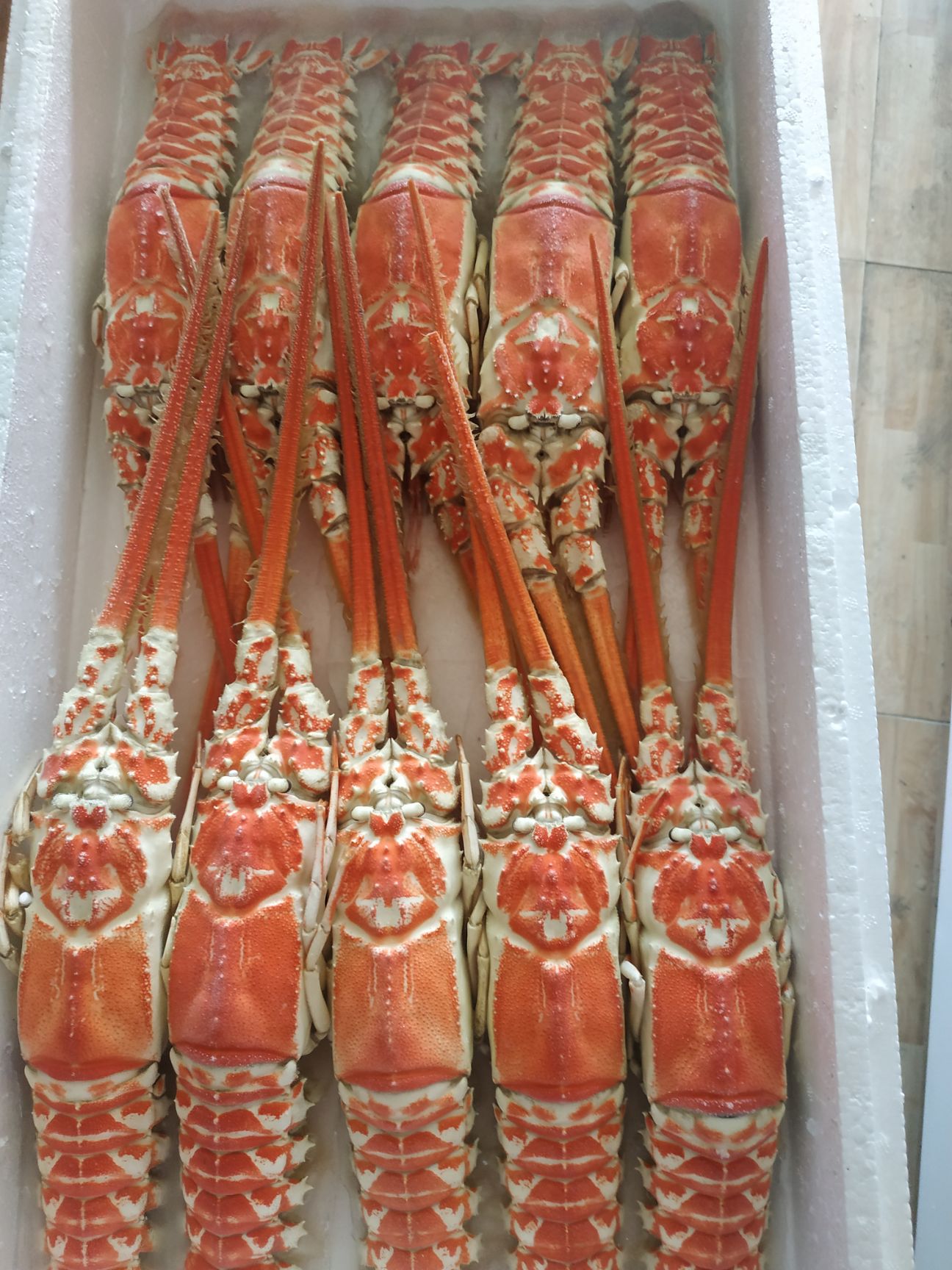 中国龙虾  南海红龙虾，高端食材自捕自销