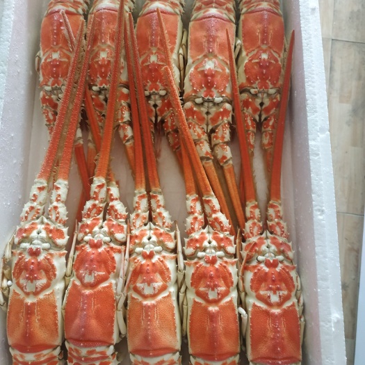 北海中国龙虾  南海红龙虾，高端食材自捕自销