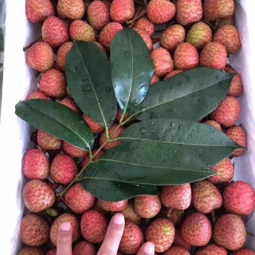 徐闻县糯米糍荔枝 桂味，糯米糍南方水果合作社